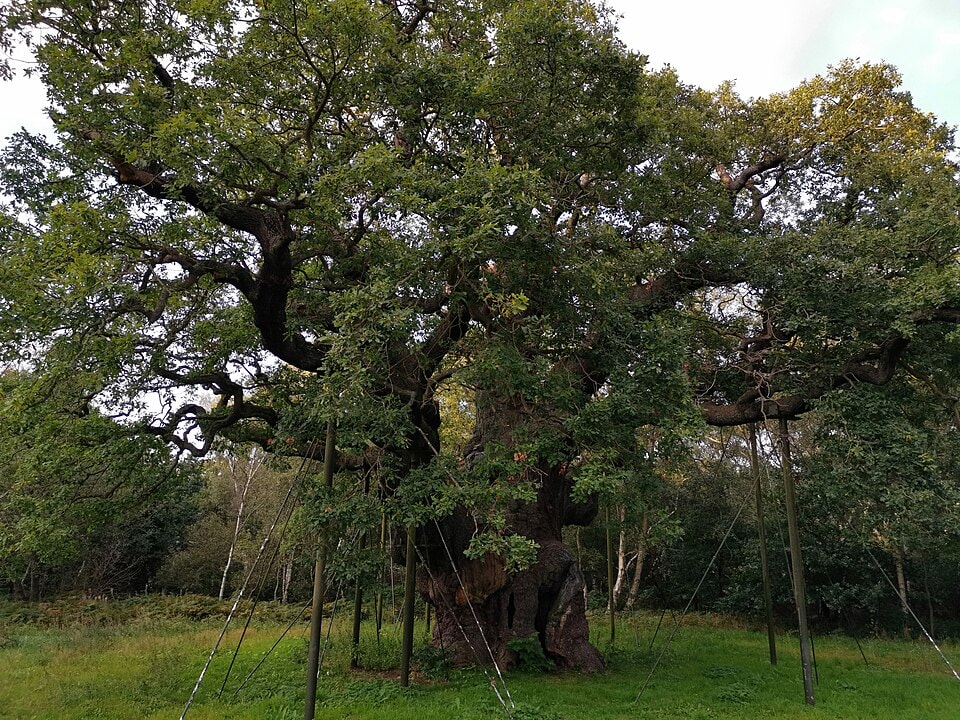 Sherwood Forest & Robin Hood Country